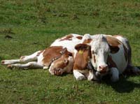 Lechtaler-Dremelspitz-807