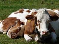 Lechtaler-Dremelspitz-808