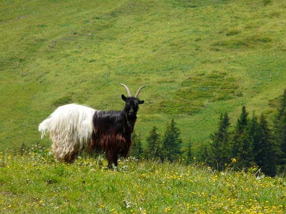Baerentrek519Rosenlaui_Grindelwald