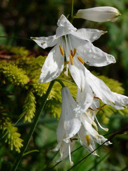 Baerentrek575Muerren_Griesalp