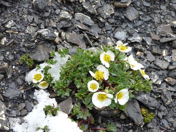 Baerentrek693Griesalp_Kandersteg