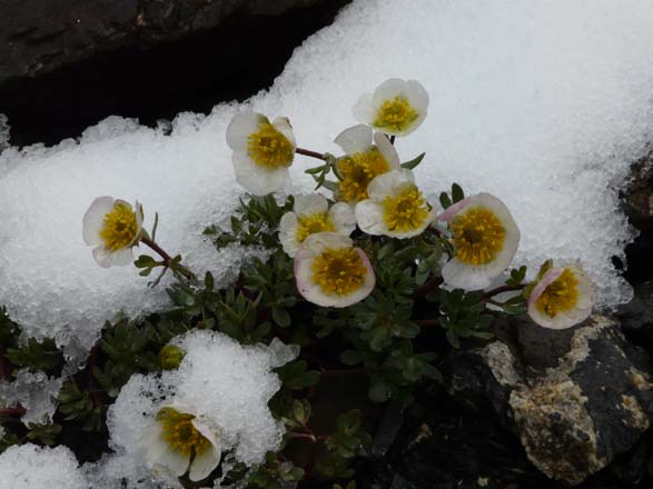Baerentrek696Griesalp_Kandersteg