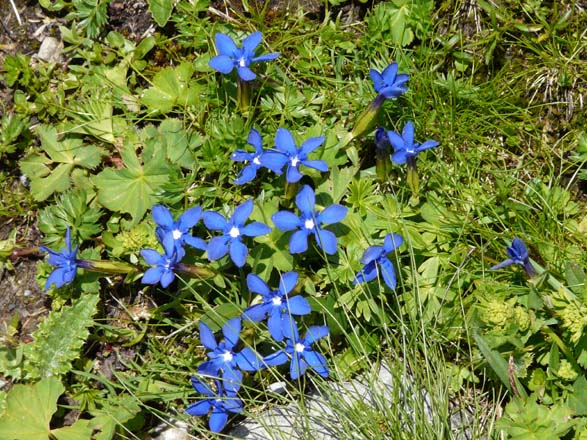 Baerentrek742Griesalp_Kandersteg