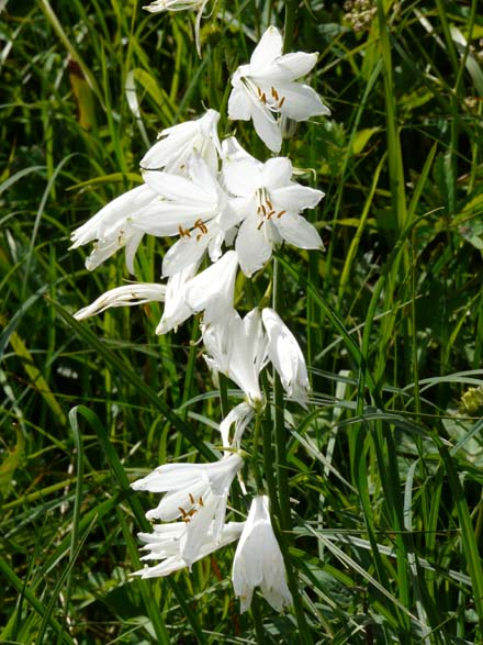 Baerentrek792Griesalp_Kandersteg