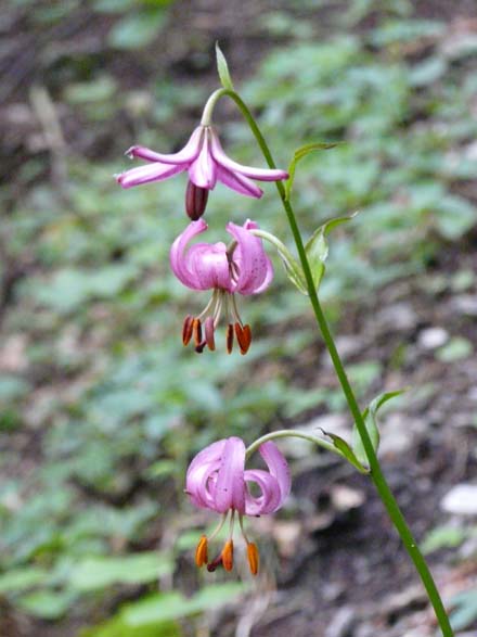 Baerentrek831Kandersteg_Adelboden