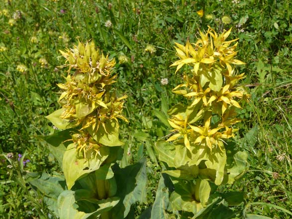 Baerentrek890Adelboden_Lenk