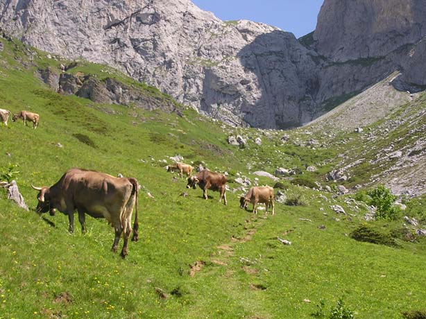 Alm-Kühe Schweiz