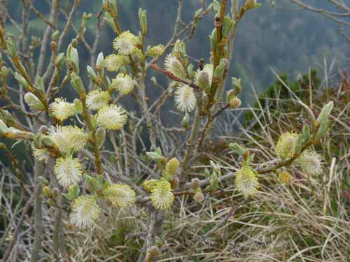 110427-Vierwaldstaettersee-068