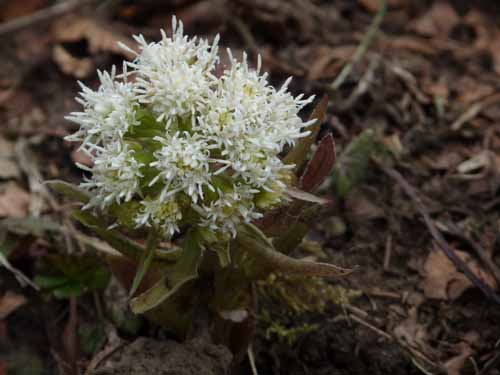 110427-Vierwaldstaettersee-099