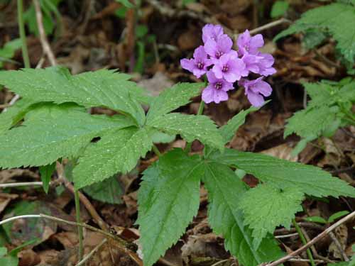 110427-Vierwaldstaettersee-178