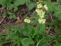 110427-Vierwaldstaettersee-017