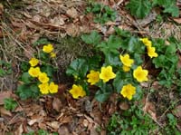 110427-Vierwaldstaettersee-018