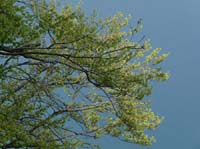 110427-Vierwaldstaettersee-170