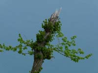 110427-Vierwaldstaettersee-172