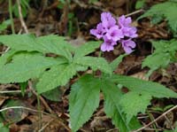 110427-Vierwaldstaettersee-178