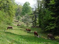 110427-Vierwaldstaettersee-195