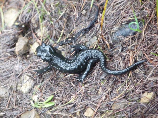 50863-Watzmanntrek100821