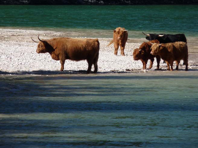 546_Plaetzwiese_Wildsee