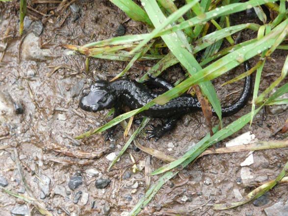 Baerentrek357Gspaltenhornhuette_Oeschinensee