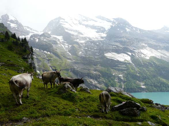 Baerentrek367Gspaltenhornhuette_Oeschinensee
