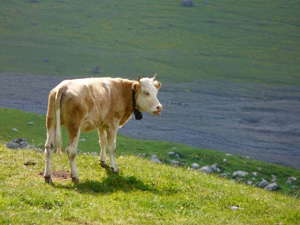 Baerentrek489Oeschinensee_Engstligenalp