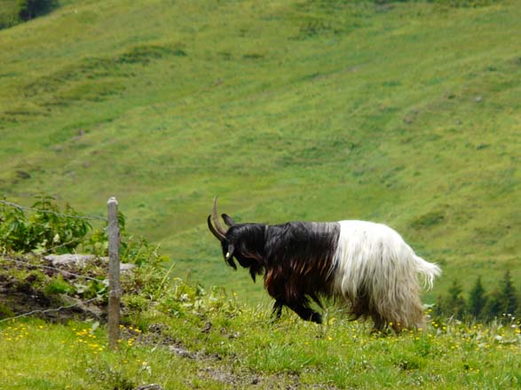 Baerentrek520Rosenlaui_Grindelwald