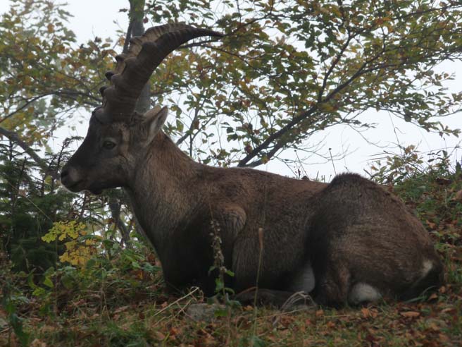 Steinbock