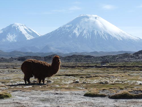 Lama vor Vulkan