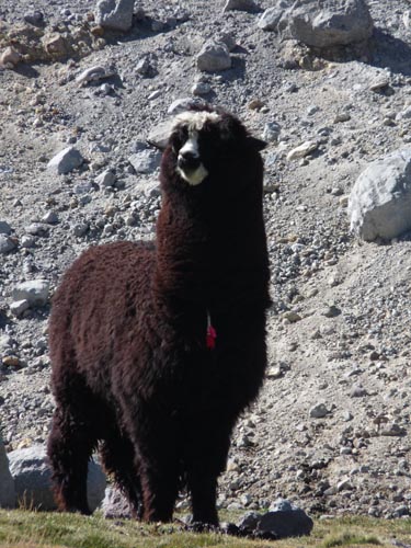 05-Chile-Putre-Lauca-Nationalpark-046