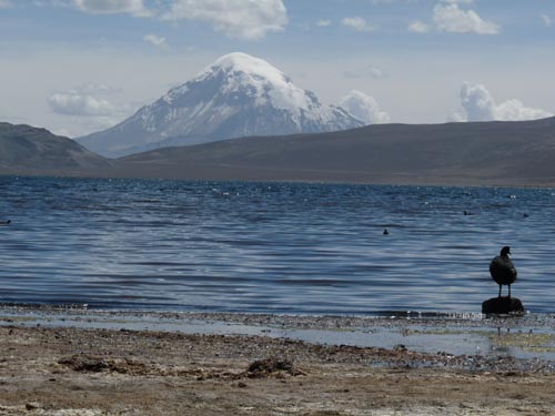 05-Chile-Putre-Lauca-Nationalpark-134