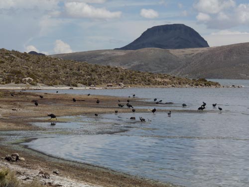 05-Chile-Putre-Lauca-Nationalpark-156