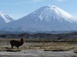 05-Chile-Putre-Lauca-Nationalpark-032