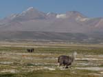 05-Chile-Putre-Lauca-Nationalpark-051