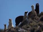 05-Chile-Putre-Lauca-Nationalpark-060