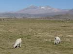 05-Chile-Putre-Lauca-Nationalpark-067