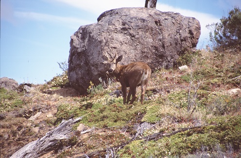 Huemul, Chile