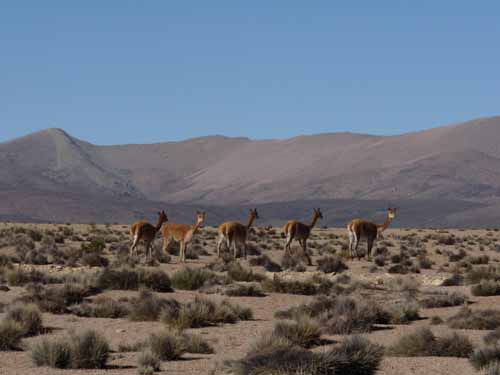 04-Chile-Putre-Lauca-Surire-007