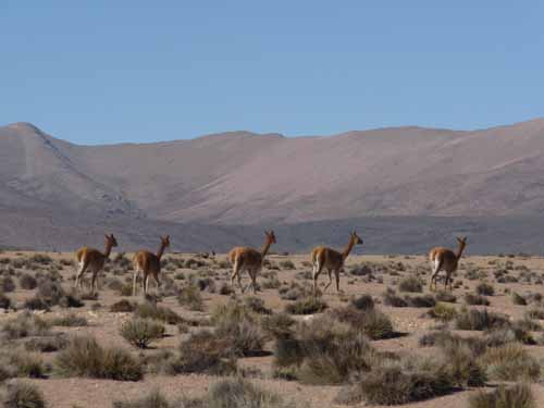 04-Chile-Putre-Lauca-Surire-008