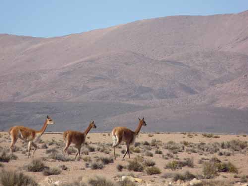04-Chile-Putre-Lauca-Surire-009