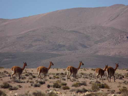 04-Chile-Putre-Lauca-Surire-010