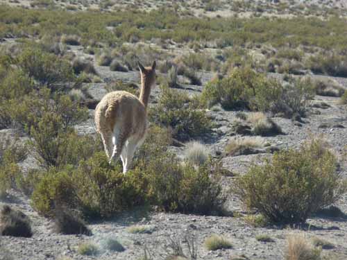 04-Chile-Putre-Lauca-Surire-014