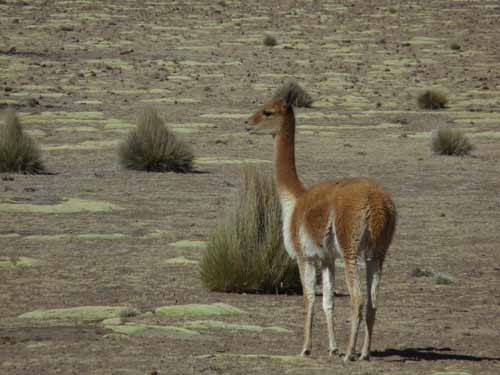 04-Chile-Putre-Lauca-Surire-036