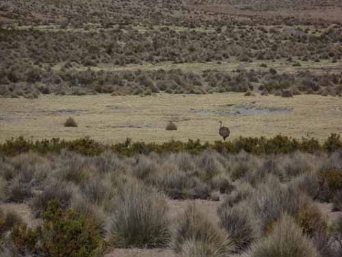 04-Chile-Putre-Lauca-Surire-039