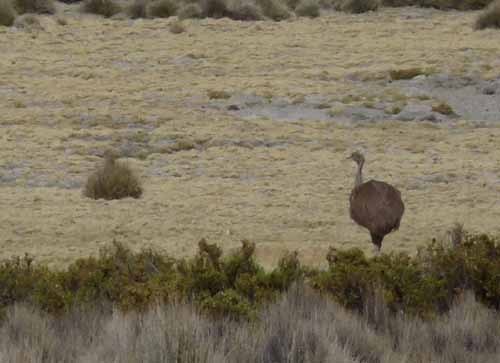 04-Chile-Putre-Lauca-Surire-039b