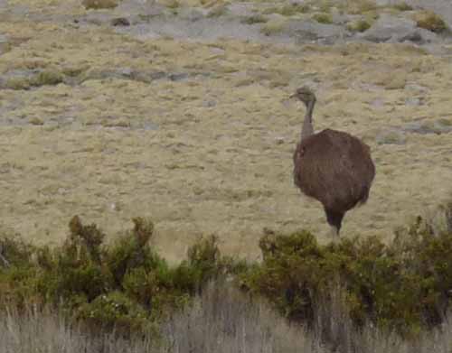 04-Chile-Putre-Lauca-Surire-040