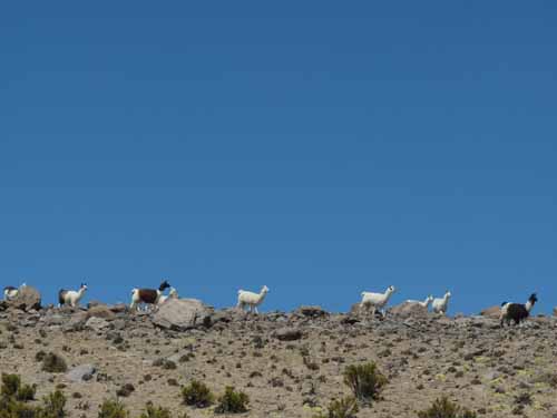 04-Chile-Putre-Lauca-Surire-071
