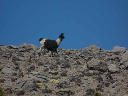 04-Chile-Putre-Lauca-Surire-072