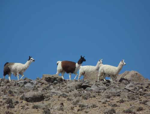 04-Chile-Putre-Lauca-Surire-073a