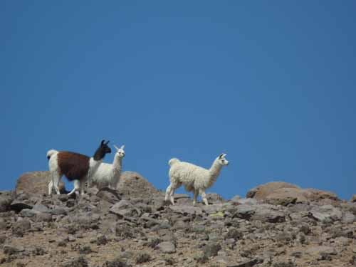 04-Chile-Putre-Lauca-Surire-074
