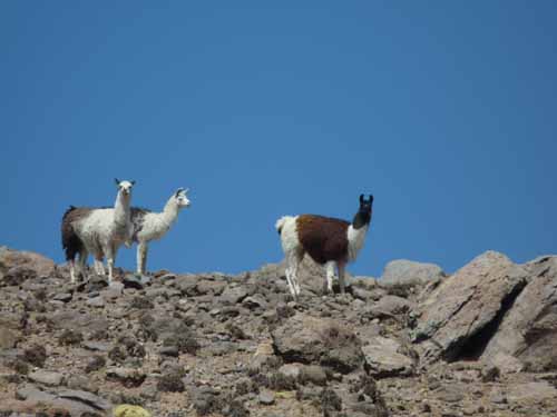 04-Chile-Putre-Lauca-Surire-077